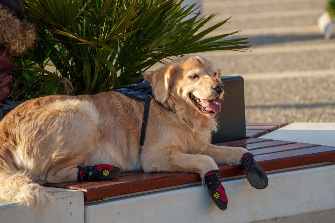 Why the GF Pet Block Color Puffer Dog Coat is a Winter Essential for Your Furry Family Member