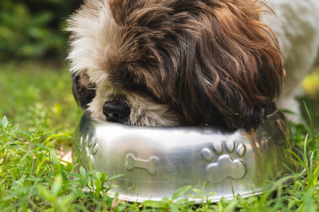 Best dog food for shiny coat and energy