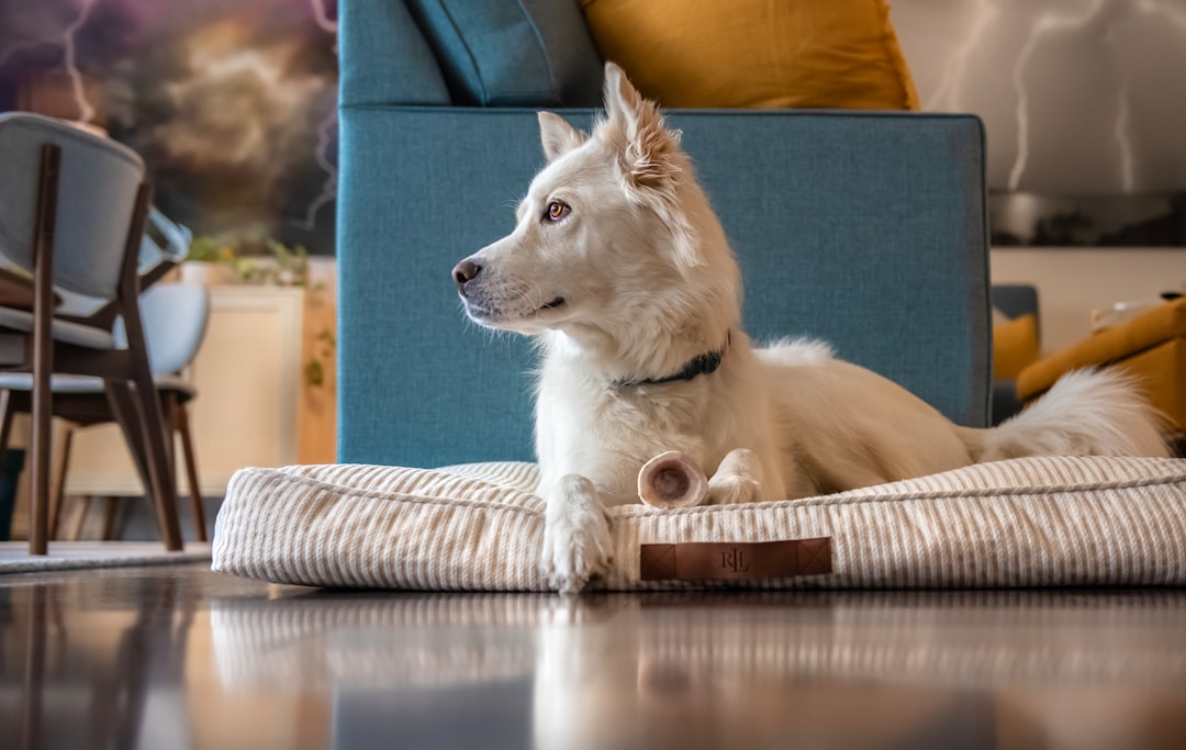 The Ultimate Guide to Bully Sticks: Why Your Dog Needs This Healthy Chew