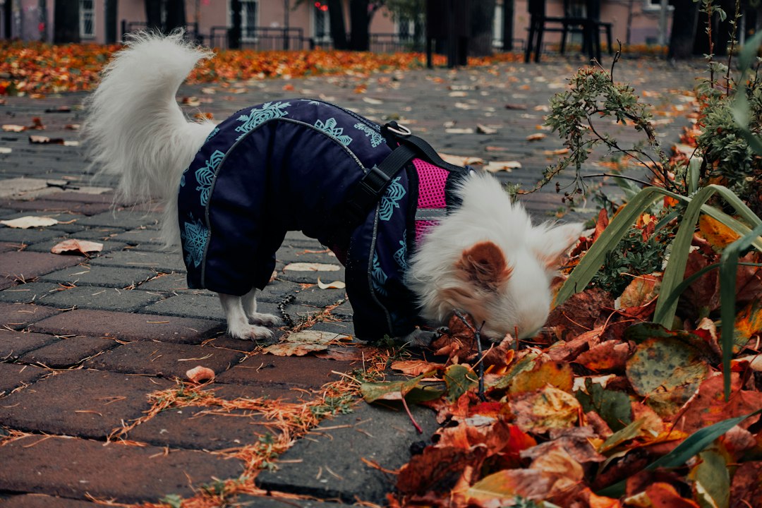 Thanksgiving Pet Safety: Safe vs Unsafe Foods Guide