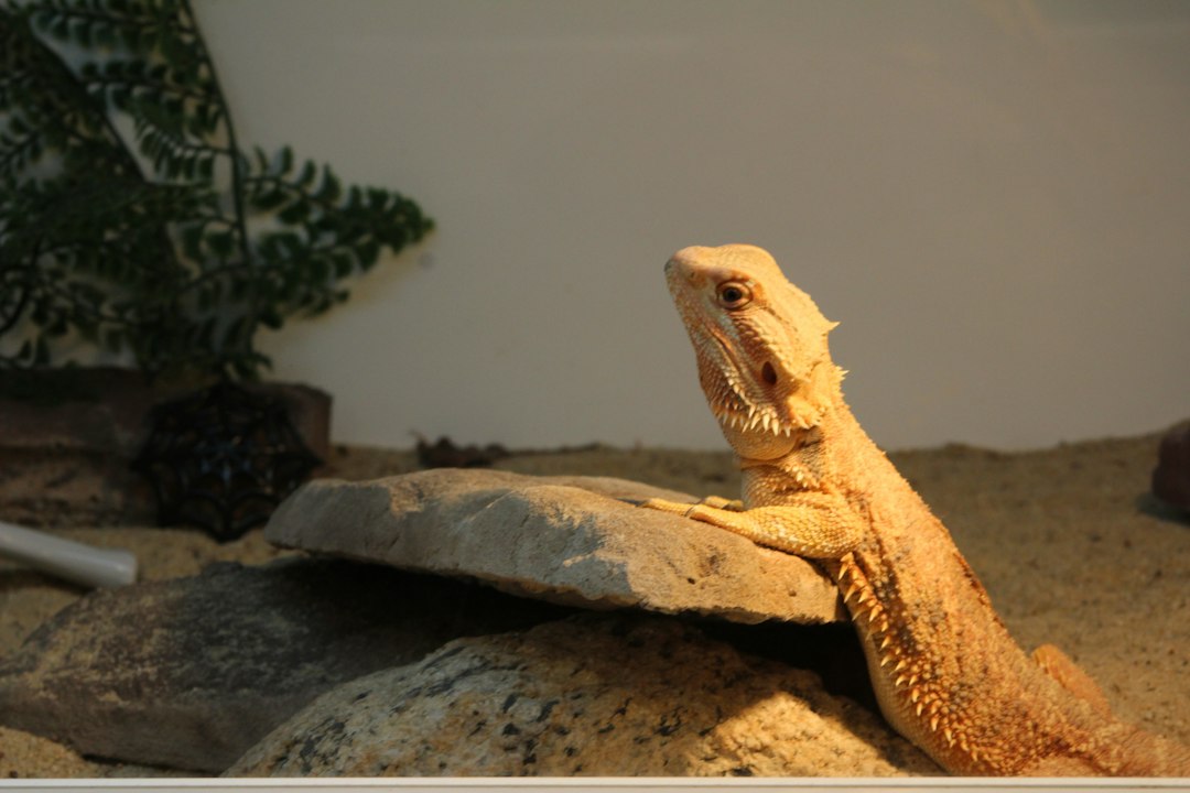 75-Gallon Bearded Dragon Tank Setup