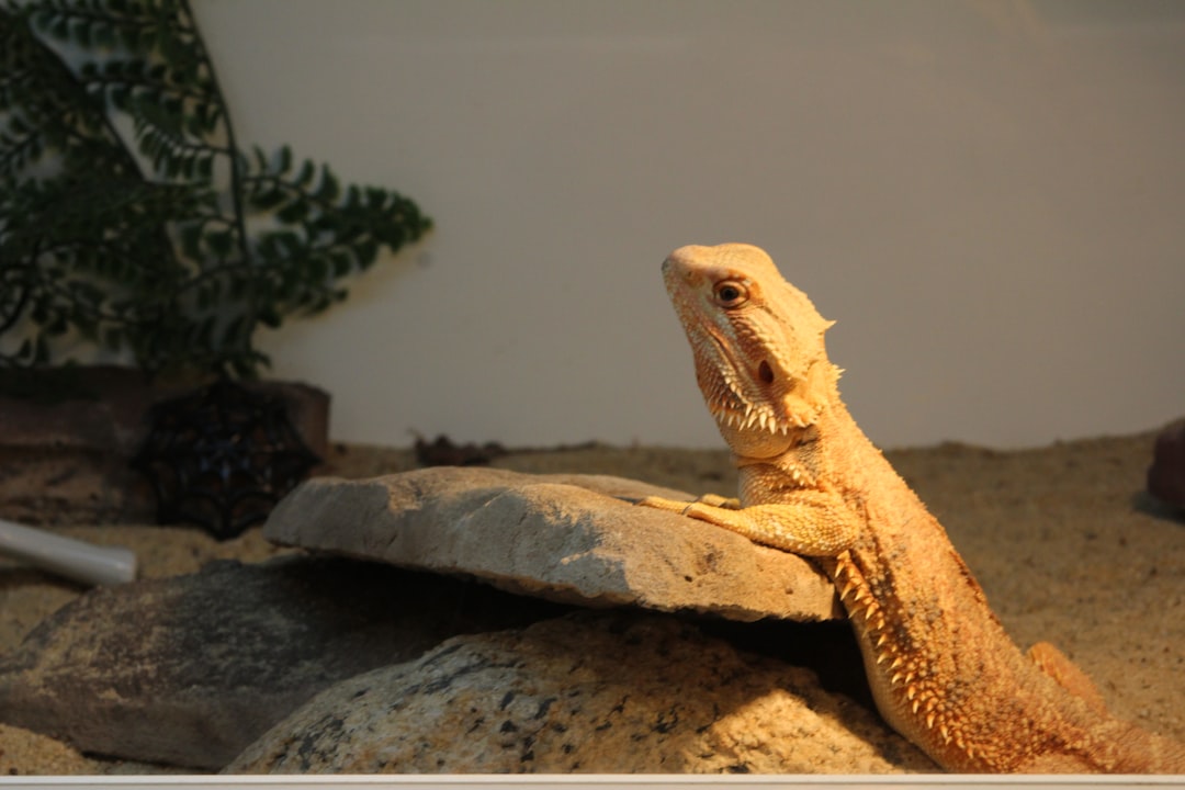 Optimal Heating & Lighting for Bearded Dragons | Essential Care Tips