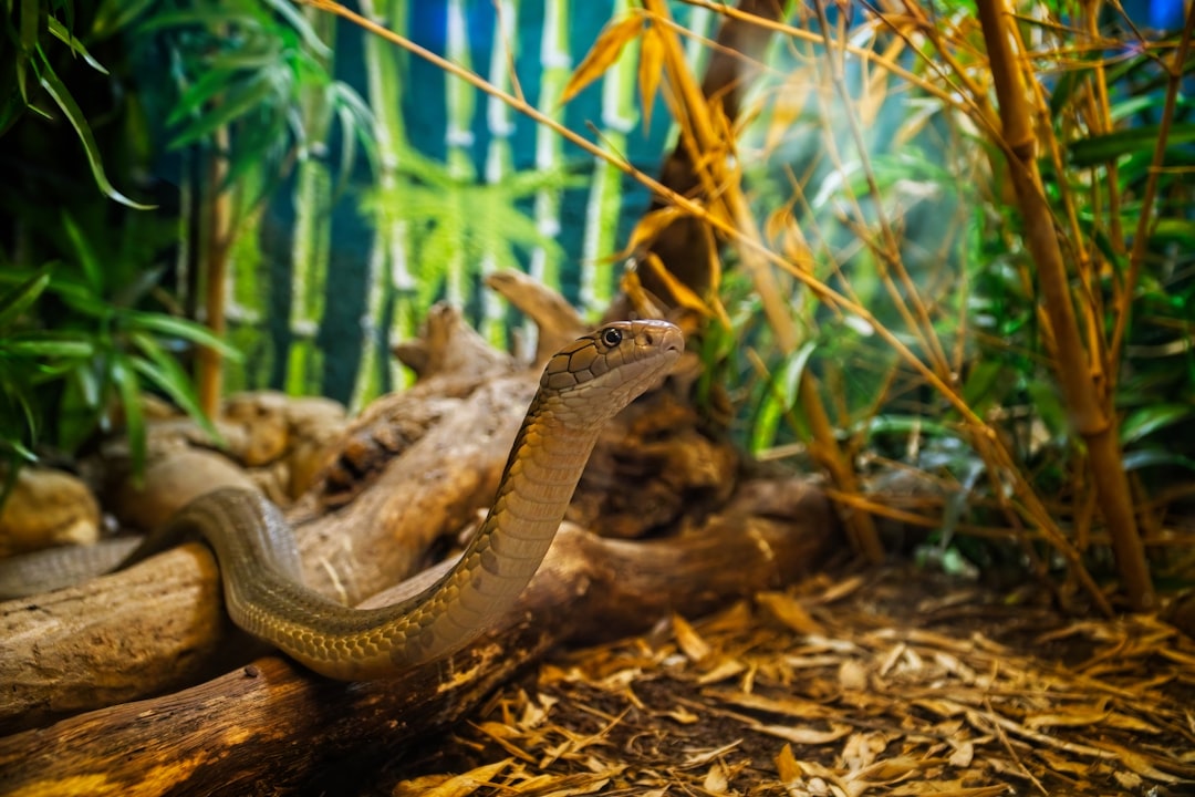 Top Zilla Reptile Care Products: Enhance Your Enclosure