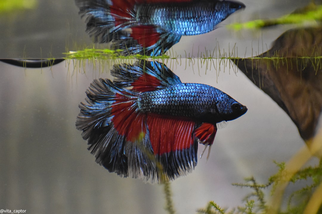 Vibrant GloFish Betta Care: Sustainable Aquarium Tips