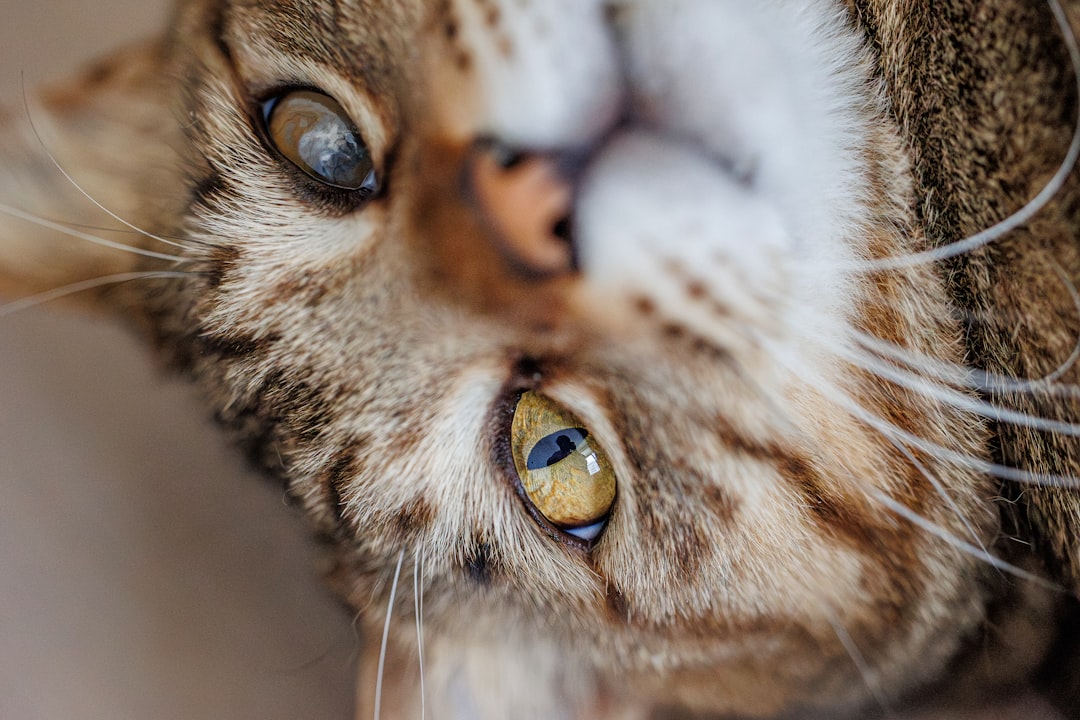 Cat Eye Care: Essential Tips & Home Remedies