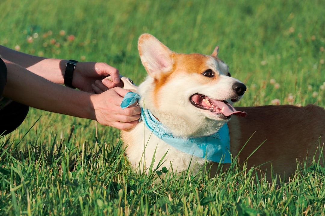 Ultimate Flea & Tick Solutions for Pets and Home