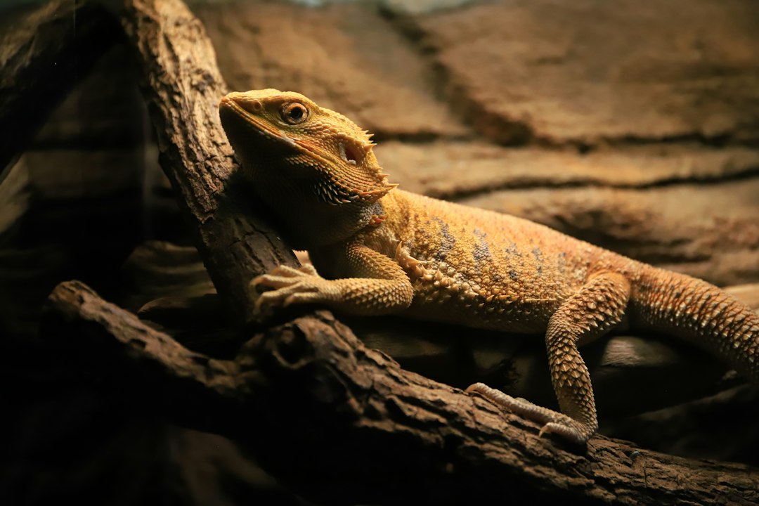 Benefits of Using a Basking Lamp for Reptiles
