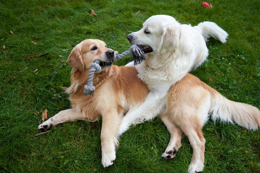 Top Natural Dog Chew Toys for Health
