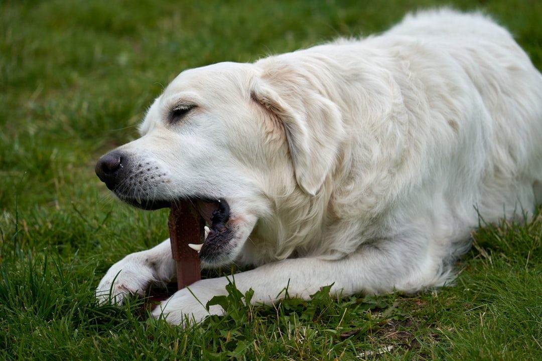Are there any natural bones that are safe for aggressive chewers