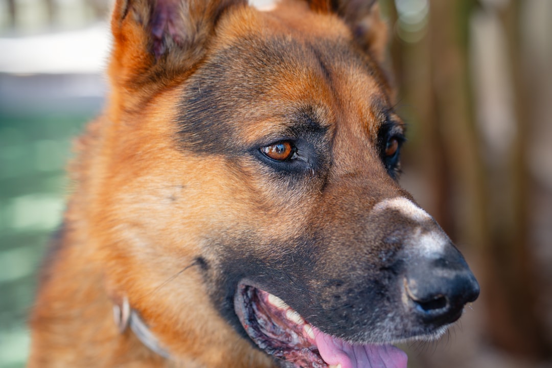 Halo Pet Food: Fresh Meats & Wholesome Nutrition