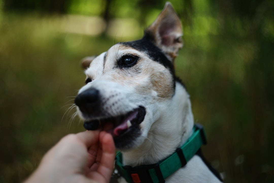 Alligator Dog Treats: Hypoallergenic Benefits for Pups
