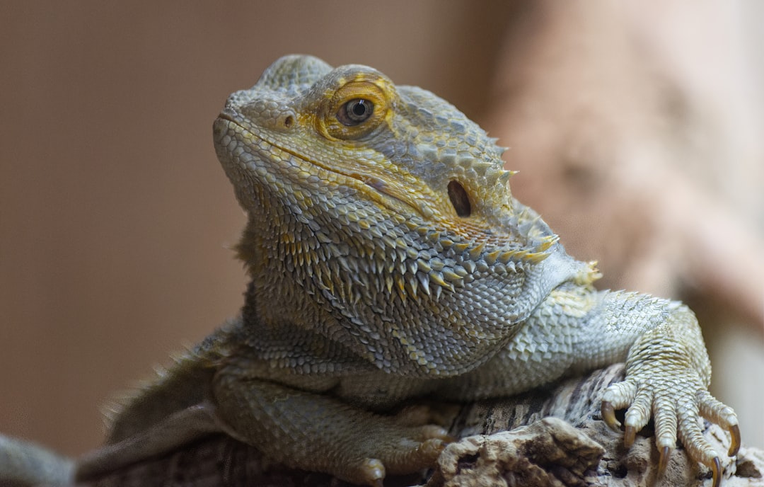 Bearded Dragon Vivarium Setup: Ultimate Care Guide