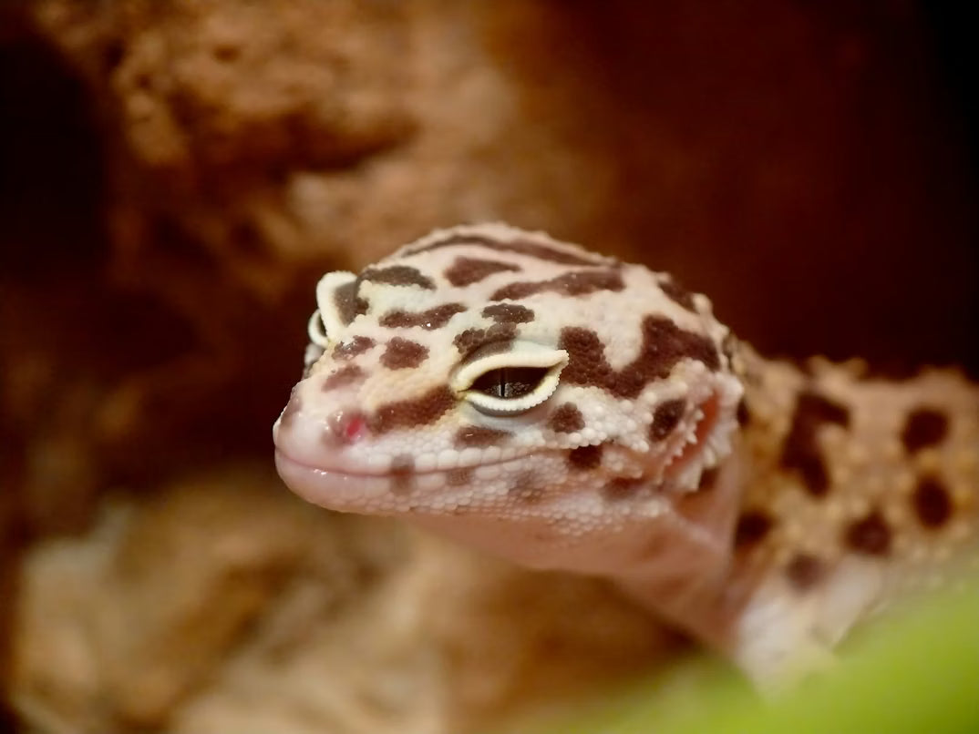 Glass vs. Plastic Reptile Terrarium: Which Setup Is Right for Your Pet?
