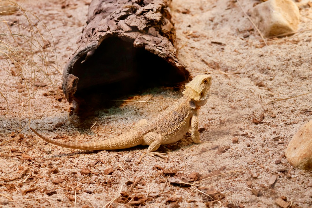 Creating a Thriving Bioactive Enclosure for Bearded Dragons