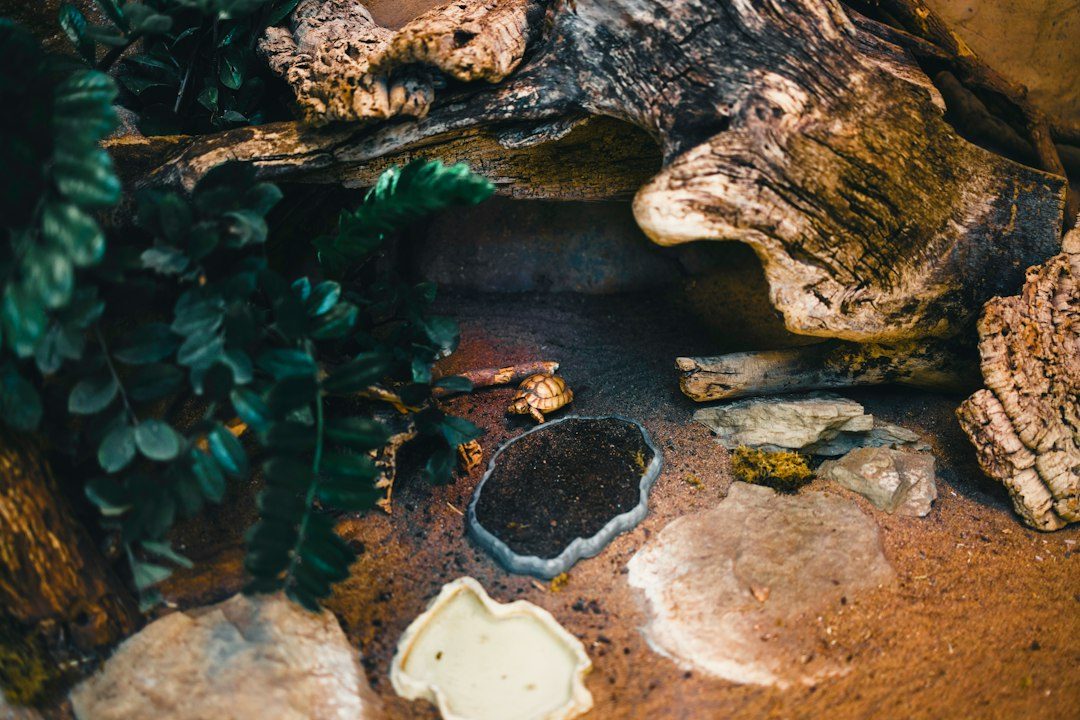What reptile tank accessories do I need