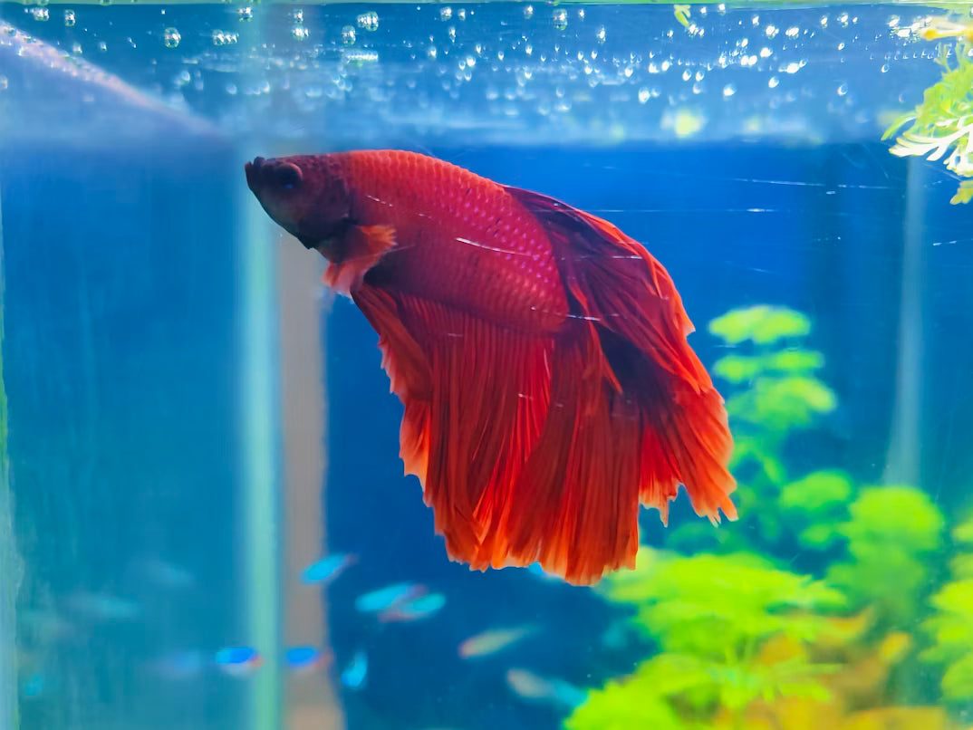 Betta Fish Tank: The Complete Setup Guide for Happy, Healthy Bettas