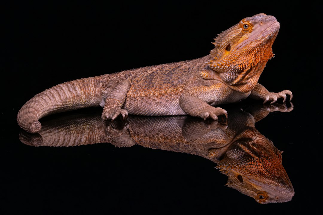 The Ultimate Bearded Dragon UVB Lighting Guide: Safeguarding Your Pet from Metabolic Bone Disease