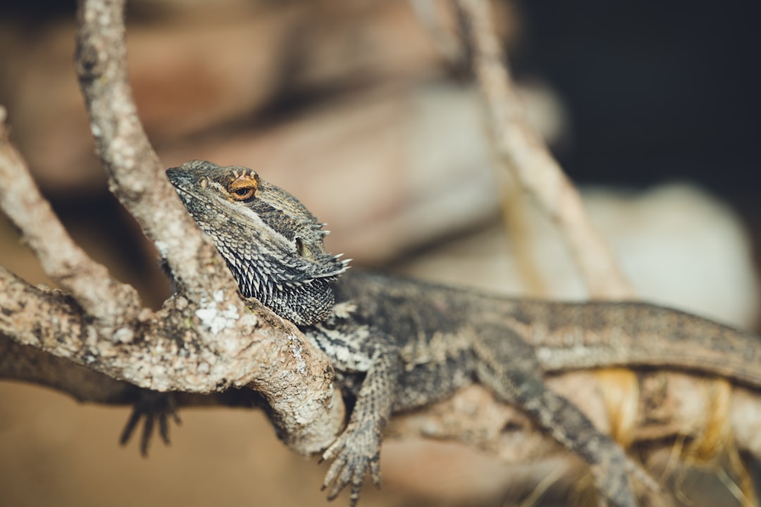Bearded Dragon Habitat Setup: Enclosure, Lighting & Heat Guide