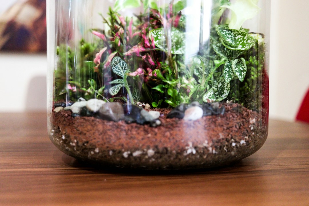 Creating a Stunning Glass Terrarium Display