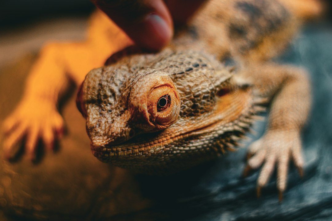 Best UVB reptile lights for bearded dragons