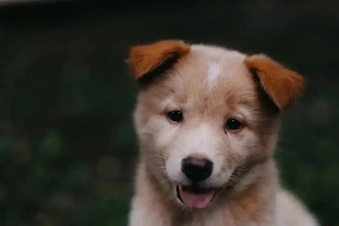 How to Prepare Sweet Potatoes for Dogs