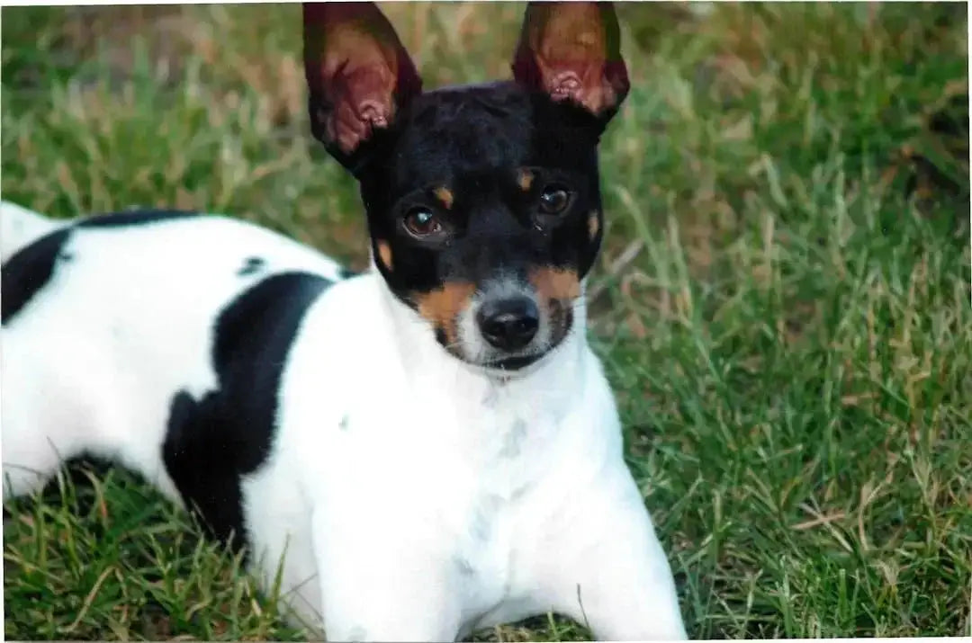 What does a Rat terrier dog look like