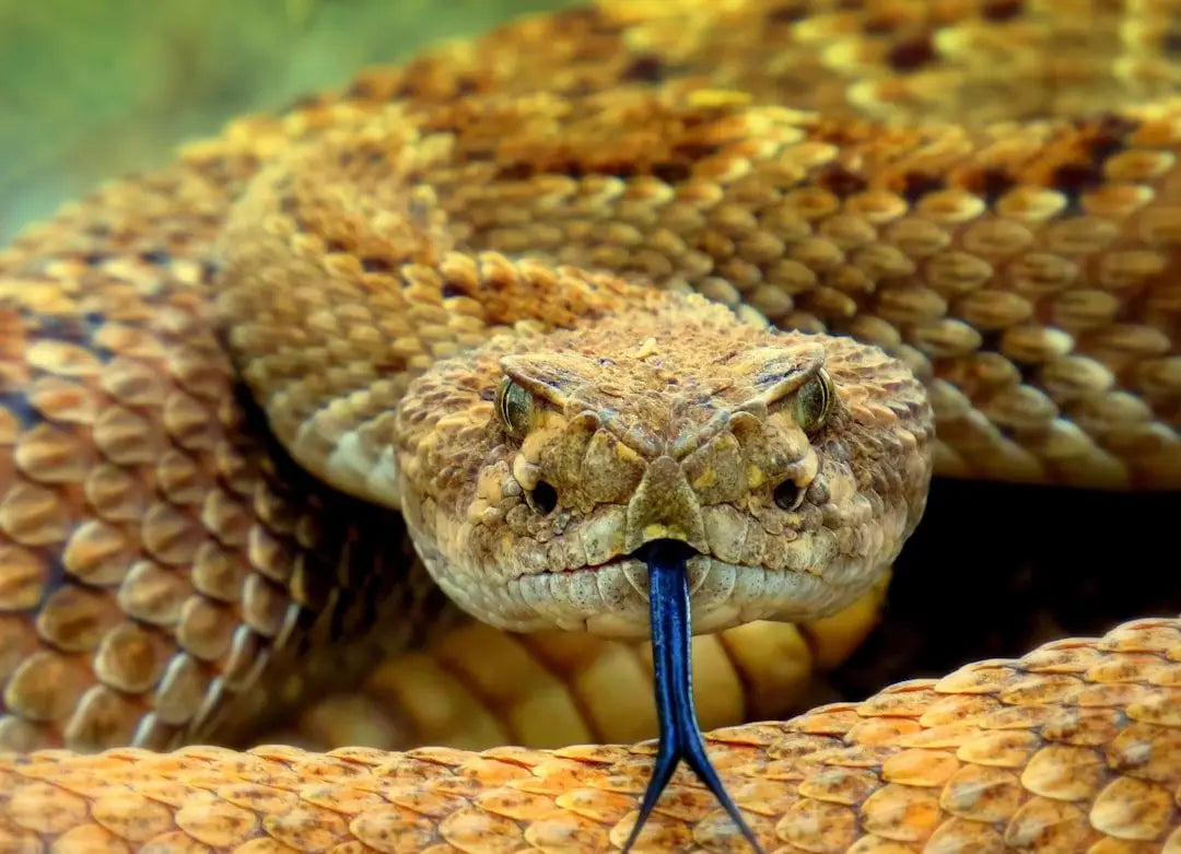 Reptile Mite Treatment: Natural Solutions vs Chemical Options