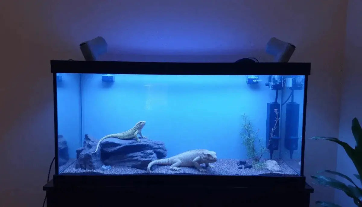 Review of Reptile Heat Lamps and Lighting: Best Accessories for Reptile Habitats