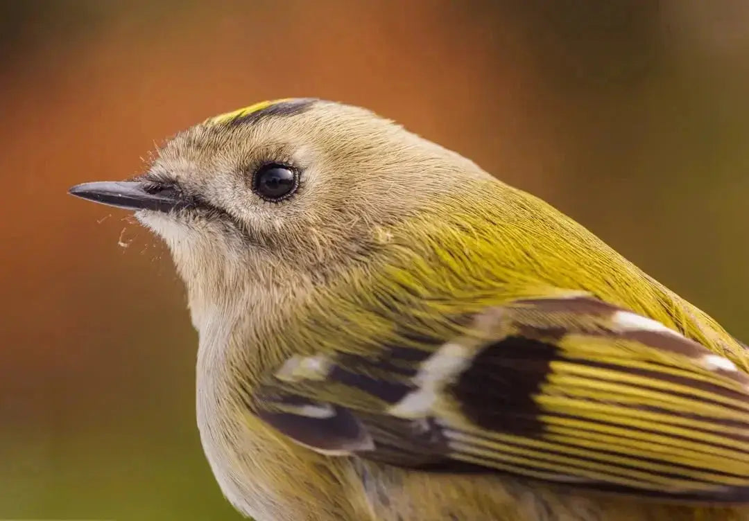 What s the best place to buy premium bird food online