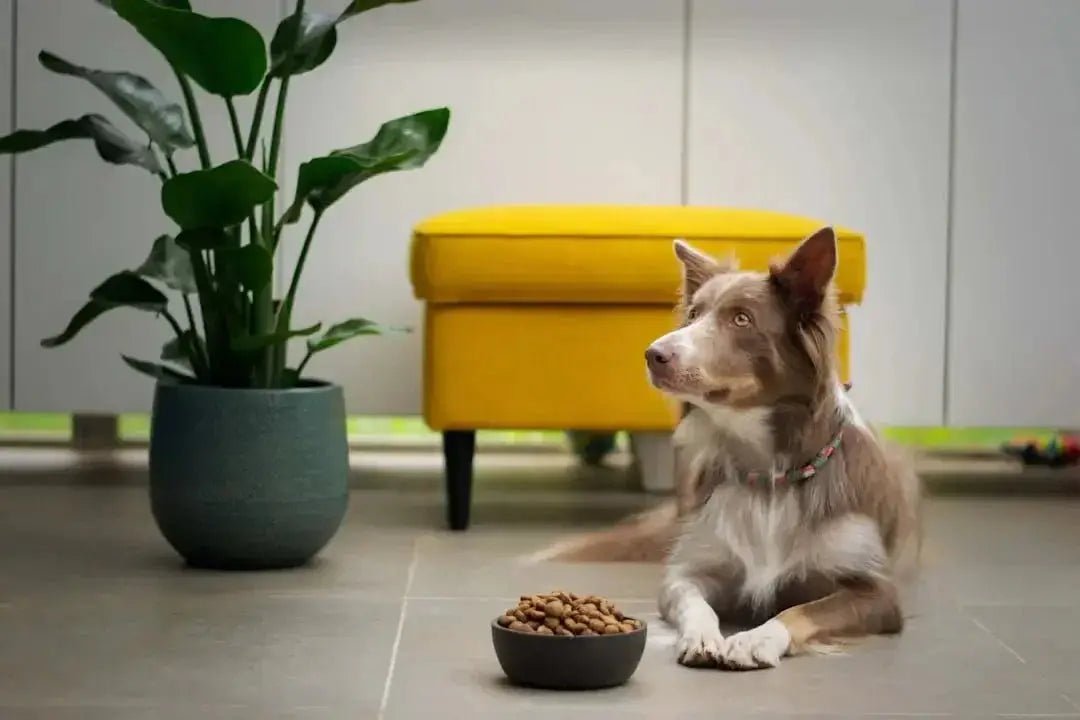 Solving Skin Issues with the Right Dog Food