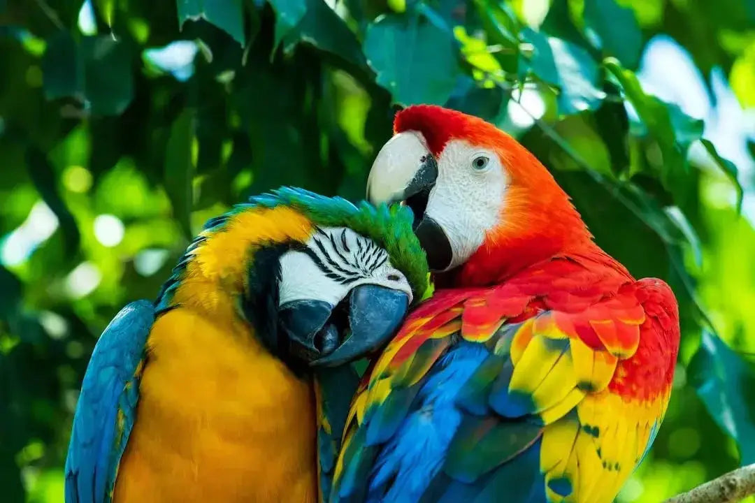 The Ethics of Exotic Animal Ownership