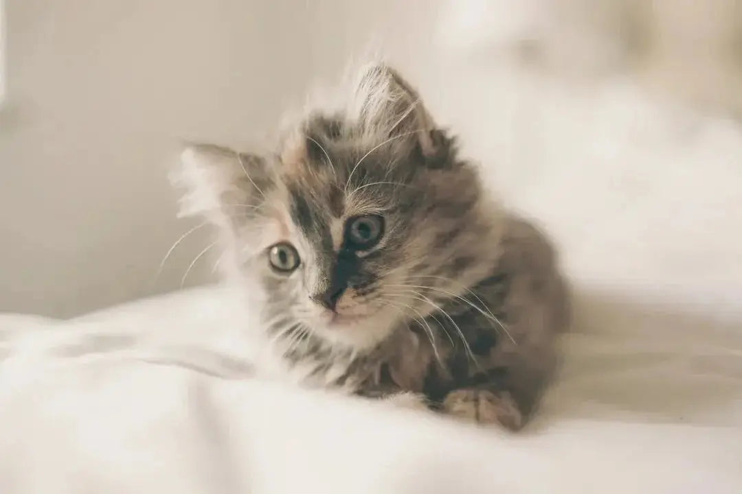 Top 10 Canned Kitten Foods Reviewed