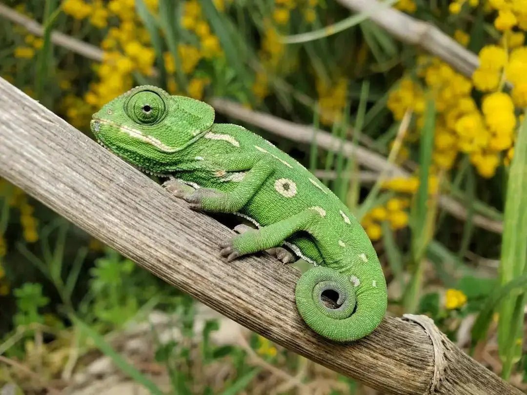 Top 10 Reptile Thermostats for a Comfortable Habitat