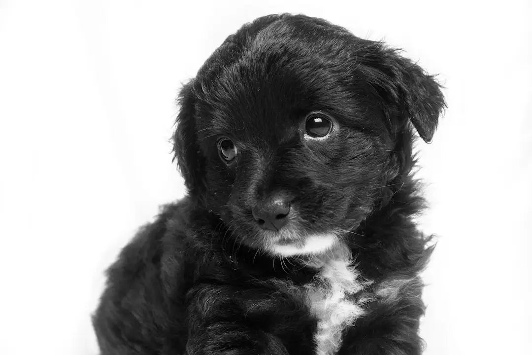 Top Hypoallergenic Dog Foods: A Guide for Dogs with Allergies