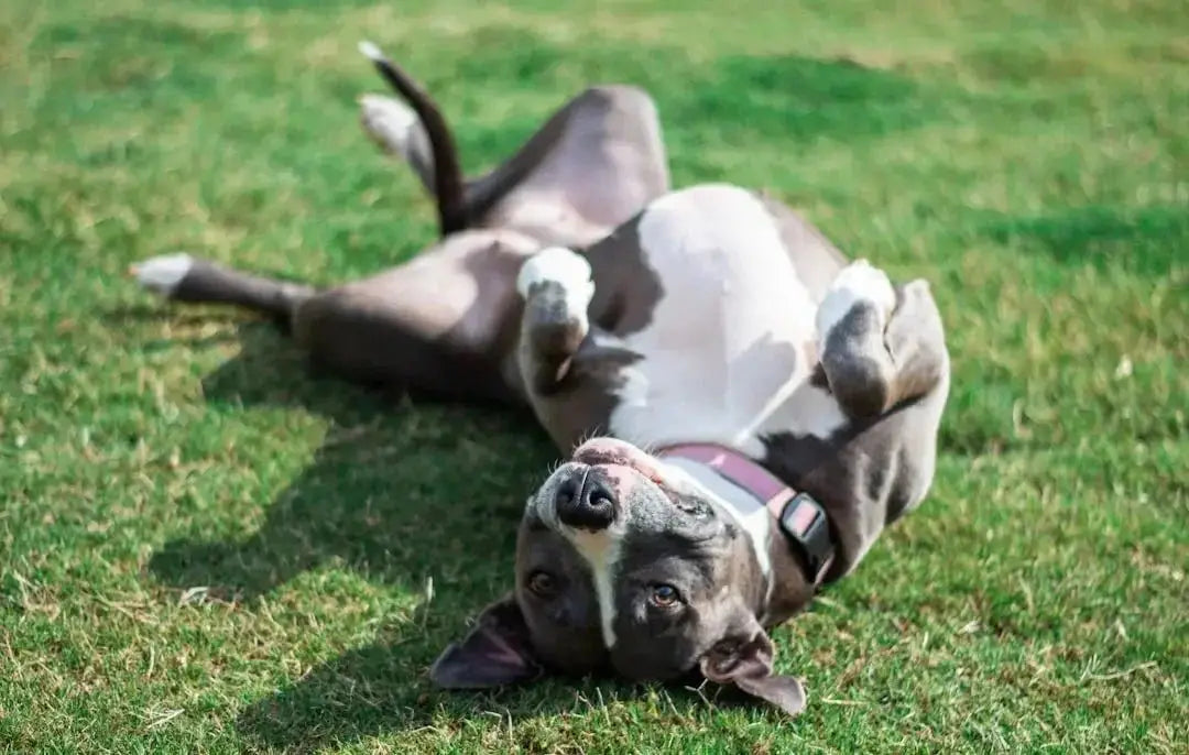 Top Nutritional Choices for Pitbulls