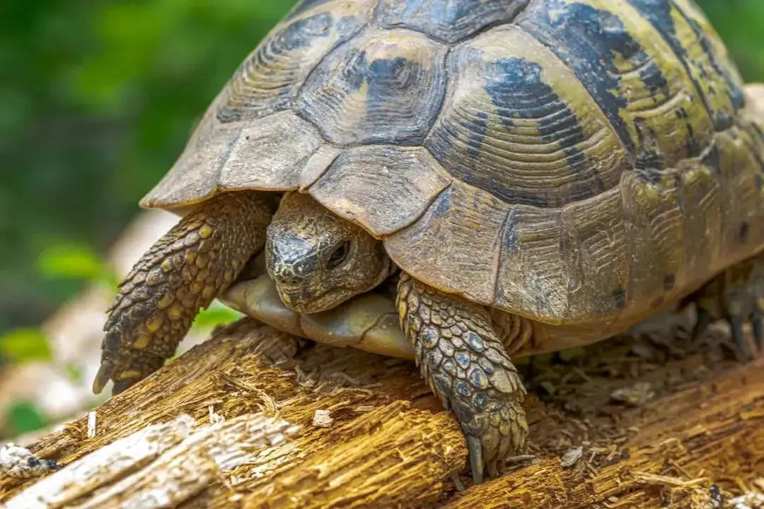What Do Tortoises Eat? The Ultimate Guide to Healthy Tortoise Food Choices