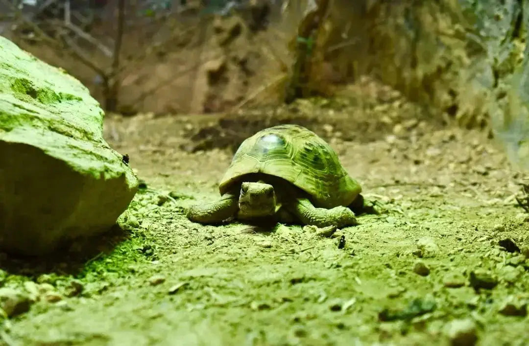Do tortoises need a heat lamp