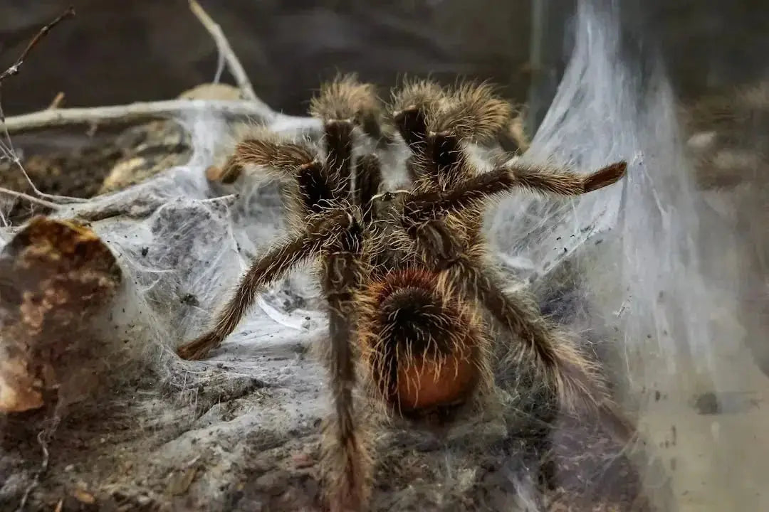 What type of spider is this