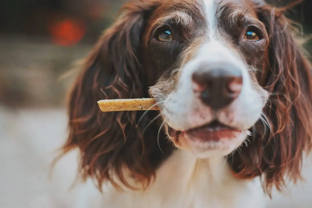 Ultimate Dog Treat Buying Guide 2025: Bully Sticks, Dental Chews & Natural Options
