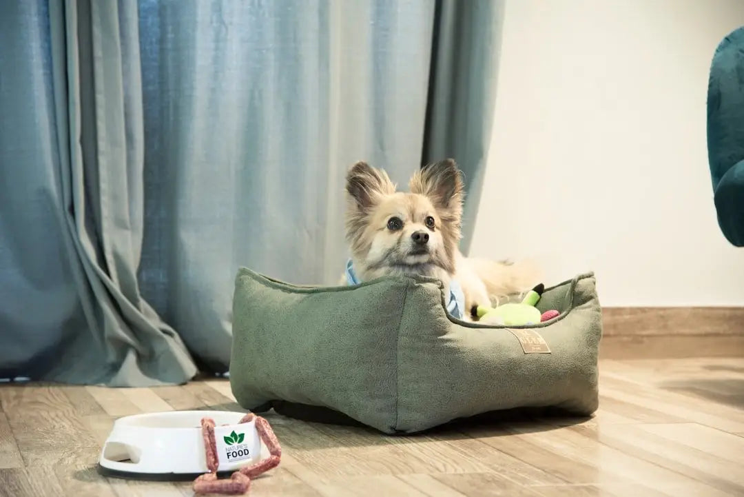 The Ultimate Guide to How to choose the best pet products for new puppies?