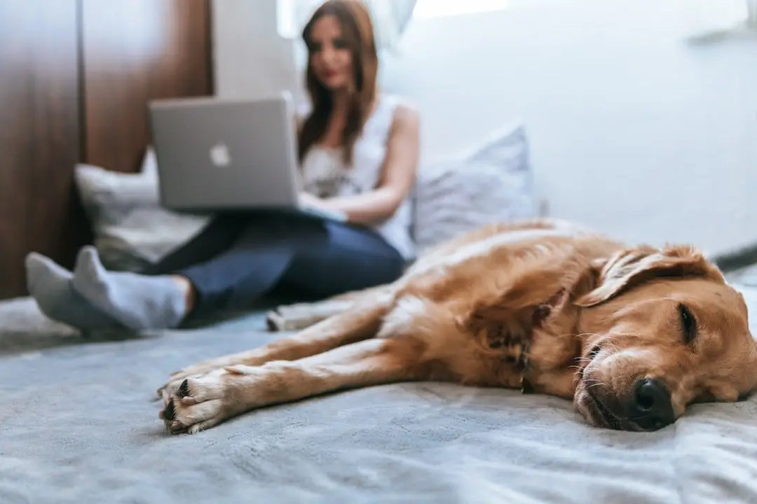 The Ultimate Guide to Pet insurance premiums