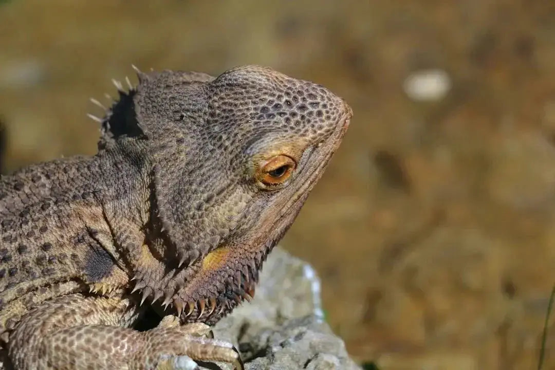 Understanding Bearded Dragon Brumation Behavior