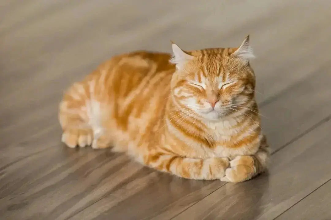 Understanding Feline Nutrition: Rabbit Food Benefits