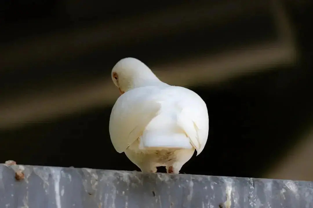 Understanding Grit and Cockatiel Digestion