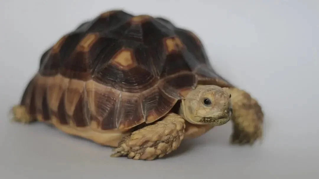 Understanding Sulcata Tortoise Hibernation Patterns