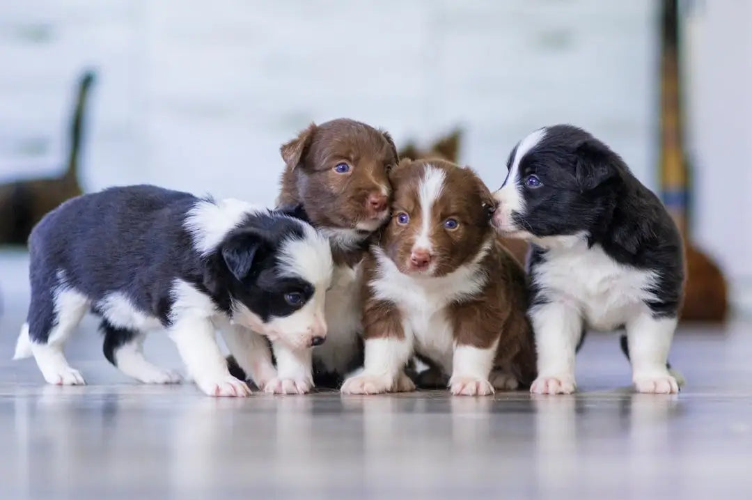 Unleash Happiness: Why Your Dog Deserves Redbarn's Irresistible Bully Stick Treats