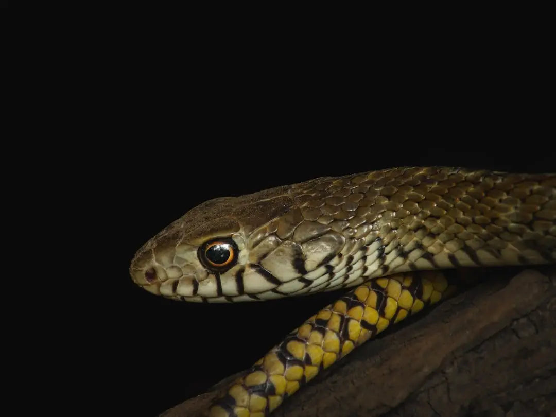 Unlock Optimal Reptile Health: A Deep Dive into the Zoo Med Reptisun 10.0 T5-Ho Uvb Fluorescent Lamp