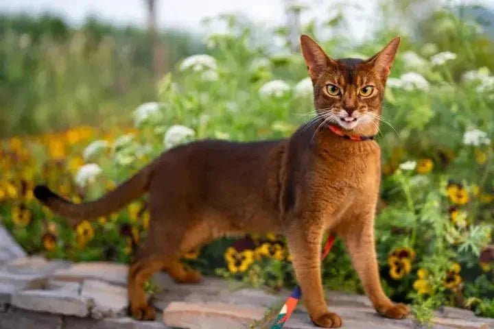 Abyssinian - Talis Us