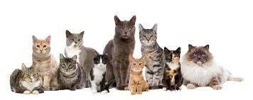 Cat Breeds