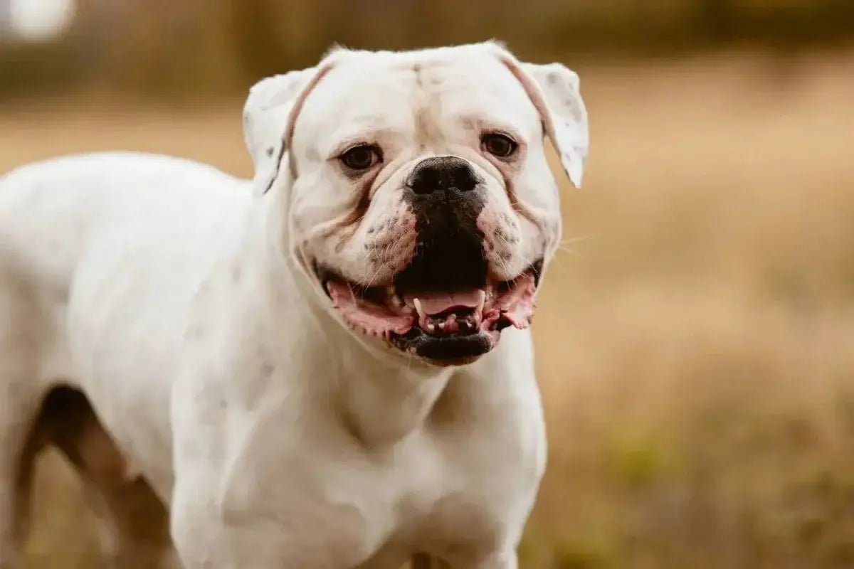 American Bulldog - Talis Us
